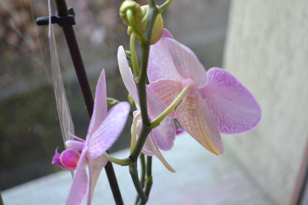 Pensiunea Christiana อาราด ภายนอก รูปภาพ